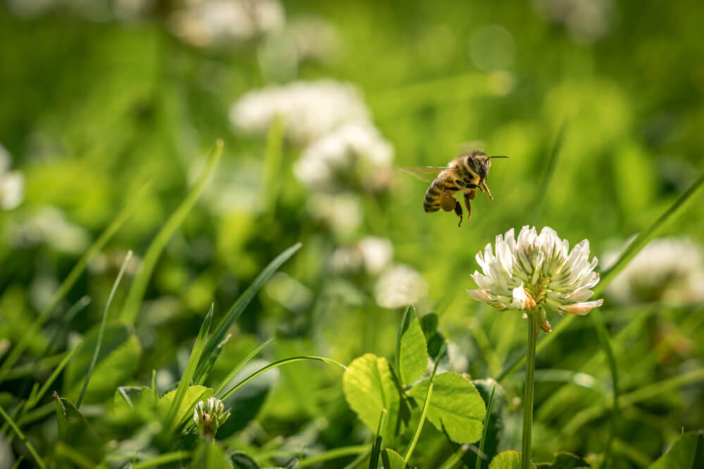 A bee flying towards a flower